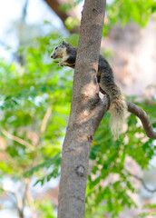 Squirrel on a Branch