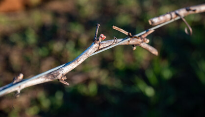Vines in early spring show buds beginning to emerge on bare vines lining a steel wire trellis in Oregon wine country.