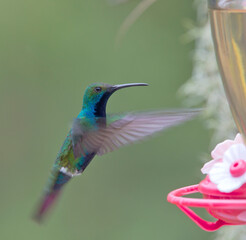 A male Black-thoated Mango (Anthracothorax nigricollis) hovering at a feeder, Bogota, Colombia.