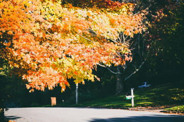 autumn trees in the park