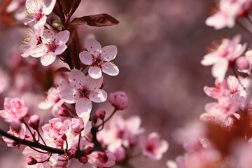 Fototapeta na wymiar Branches of blossoming cherry. Background in spring on nature outdoors. Pink sakura flowers in springtime.