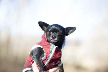 chihuahua dog wearing a coat