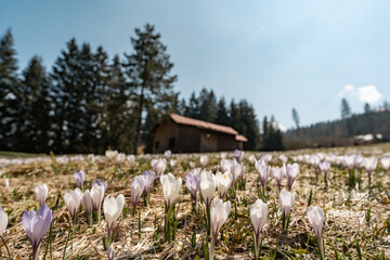 Obraz premium Krokus im Allgäu - Krokusblüte in den Allgäuer Alpen