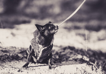black and white dog