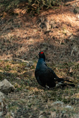 Birkwild - Birkhahn und Birkhuhn in den Allgäuer Alpen