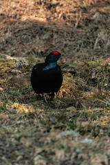 Birkwild - Birkhahn und Birkhuhn in den Allgäuer Alpen
