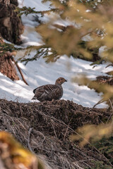 Birkwild - Birkhahn und Birkhuhn in den Allgäuer Alpen