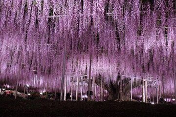 あしかがフラワーパーク　大藤のライトアップ