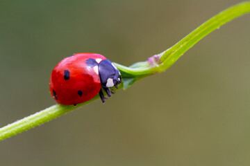 Two ladybirds, Coccinella septempunctata on a daisy.