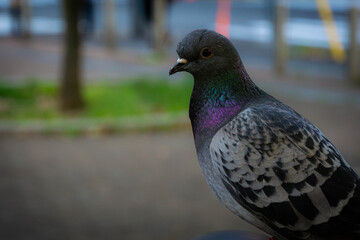 公園の鳩