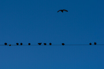 電線に集まる鳩