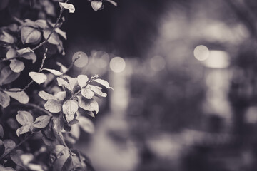 blossom in spring