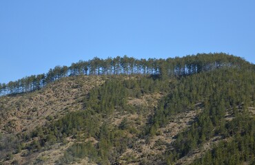 Fototapeta na wymiar trees in a row on the hill