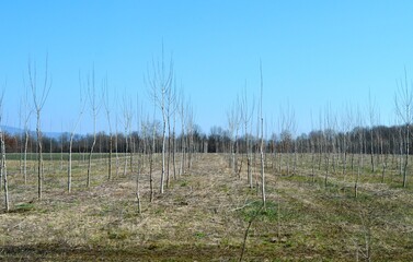 fruit seedlings in the spring