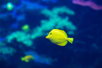 yellow tang fish in aquarium