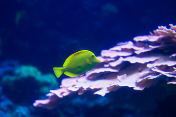 fish in aquarium