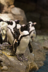 penguin on the rocks