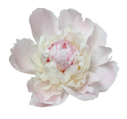 light pink peony flower close-up, isolated on a white