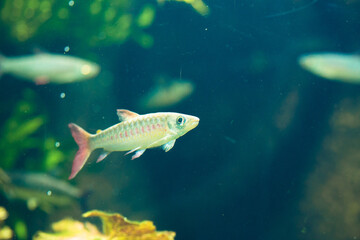 fish in aquarium