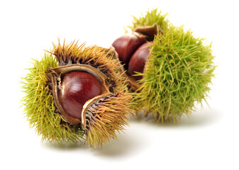 chestnut on a white background