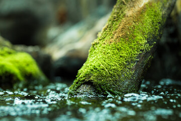 Log covered in green moss with bokeh