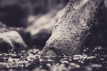 Moss covered log in river