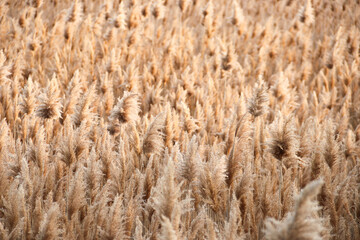 Dry reed on the lake, reed layer, reed seeds. Golden reed grass, pampas grass. Abstract natural background. Beautiful pattern with neutral colors. Minimal, stylish, trend concept