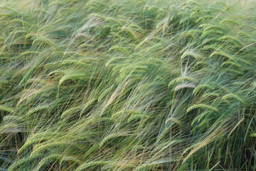 Top of wheat when it is still green on a spring day in rural Germany.