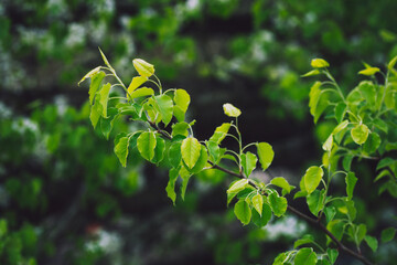 leaves on a branch