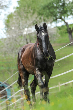 a black Nonius warmblood horse on a meadow