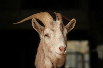 portrait of a brown billy goat in front of dark background