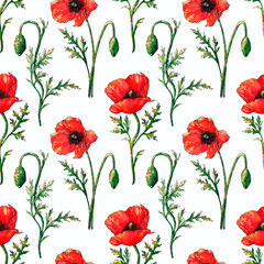 Seamless watercolor pattern with red poppy flowers and green leaves. Hand drawn botanical flowers. Floral elements isolated on white background.