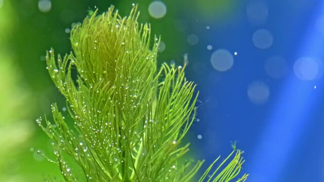 SLOW MOTION - Beautiful  freshwater plant  Myriophyllum aquaticum exudes bubbles oxygen. Process of photosynthesis of  the aquarium plants in an aquarium. 