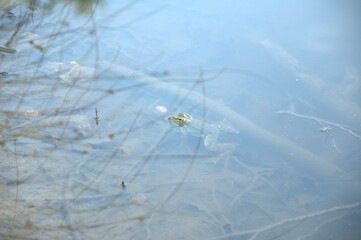 The surface of a pond with a frog's head above the water surface. Bush branches on a blue water background. A frog seen through the water. 