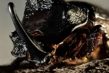 European rhinoceros beetle