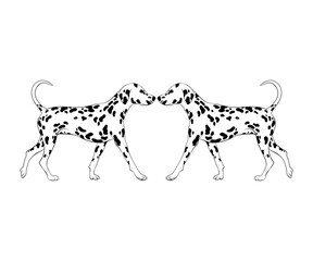 Vector hand drawn  illustration of dalmatian isolated. Creative realistic artwork.  Template for card, poster, banner, print for t-shirt, pin, badge, patch.