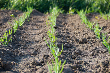 Small trees of different sizes grow on the ground, including green backgrounds, environmental and agricultural concepts