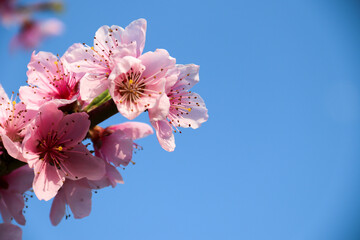 Blooming peach tree. Pink flowers on the tree. The idea of ​​spring, warmth and beauty