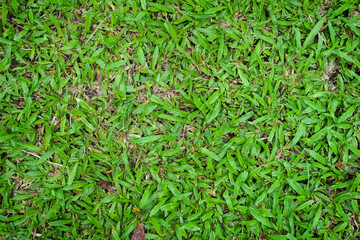 Natural green grass can be use as background