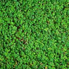 Fototapeta premium Natural green grass or clover leaves can be use as background