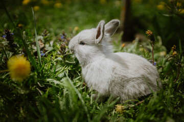 Shot of a little white rabbit in fresh green grass