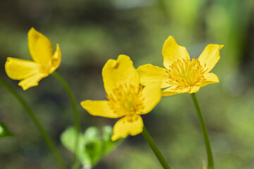 Closeup of marsh marigold blossoms (Caltha palustris)