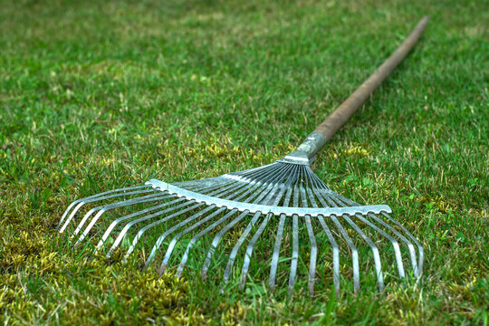 Metal fan rake with wooden handle lying on the grass, cleaning the territory