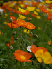 ポピー