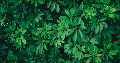 Natural background of green leaves