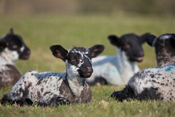 Lambs in a field in springtime, United Kingdom