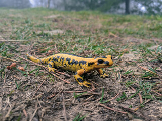 Salamandra