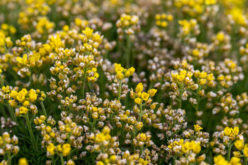 small rock flower bloom in garden in spring drama bruniifolia