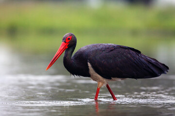 The black stork (Ciconia nigra) fishing in the shallow lagoon with green background.