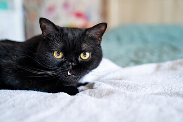 black cat with sticking fangs. wrong bite and tooth problems in animals. Pets.